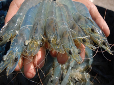 Australia strongly increases imports of Vietnamese shrimps