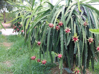 Canh tác thanh long trái vụ