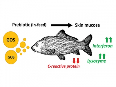 Probiotics cải thiện hiệu suất tăng trưởng của cá chép