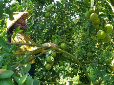 Phu Yen farmers supported to consume agricultural products during social distancing