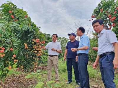 Bắc Giang gỡ khó để nhân rộng mô hình nông nghiệp hữu cơ