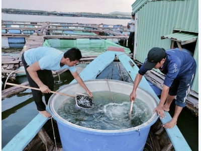 Nuôi cá mú lai trong lồng bè