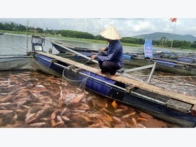 Làm giàu từ nuôi loài cá toàn thân màu hồng