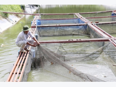 Chú trọng nguồn giống chất lượng và kiểm soát môi trường nuôi