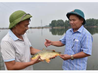 Độc đáo mô hình cá khách ở Quốc Oai