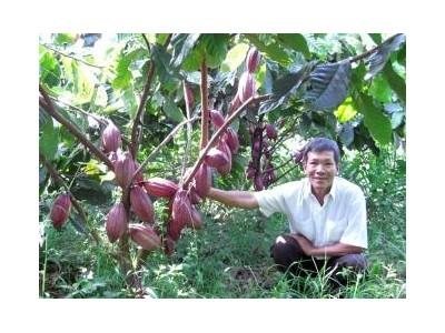 Nấm, Bọ Tấn Công Ca Cao, Dừa