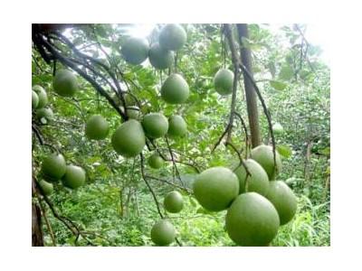 Bí Quyết Để Bưởi Da Xanh Ra Quả Theo Mùa Vụ