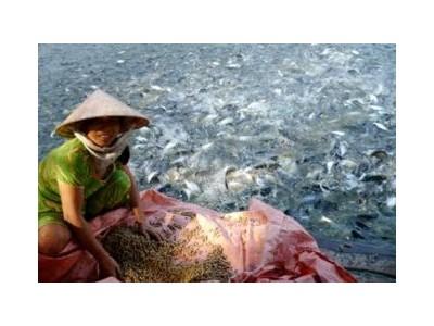 Nên Cho Cá Tra Ăn Gián Đoạn