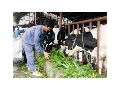Trồng Cỏ Gắn Với Chăn Nuôi Đạt Hiệu Quả Kinh Tế Cao