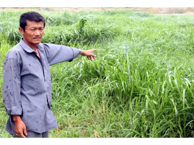 Làm Giàu Trên Cát Trắng Từ Chăn Nuôi Bò Ở Ninh Thuận