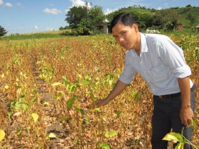 Tiềm Năng Cây Đậu Nành Ở Đá Bạc (Bà Rịa – Vũng Tàu)