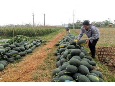 Nông Dân Thu Lãi 4 - 4,5 Triệu Đồng/sào Dưa Hấu Thu Đông Ở Tân Yên (Bắc Giang)