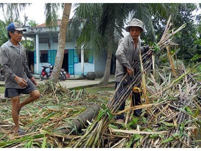 Giá Tăng, Nông Dân Hết Mía Ở Hậu Giang