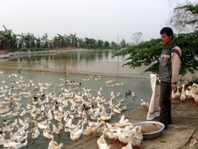 Làm Giàu Từ Vùng Chiêm Trũng