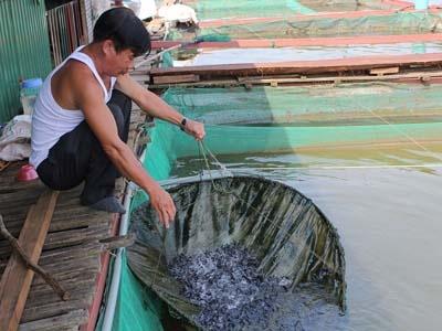 Kỷ Thuật Nuôi Cá Lăng Nha Trong Bè