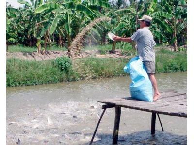 Lận Đận Với Cá Tra Ở Hậu Giang