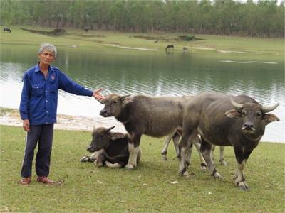 Những Đàn Bò Ở Bàu Dum