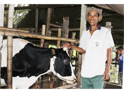 Nuôi Bò Sữa Hướng Làm Giàu Của Nông Hộ Khmer Mỹ Xuyên (Sóc Trăng)
