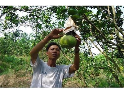 Vào Mùa Chế Tác Hàng Độc Phục Vụ Tết