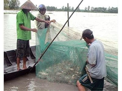 Được Mùa Cá Ruộng