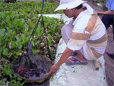 Kỹ Thuật Nuôi Thâm Canh Cá Bóng Tượng