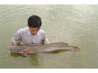 Cần Giải Thích Cá Lăng Nuôi Trong Lồng Chết Hàng Loạt