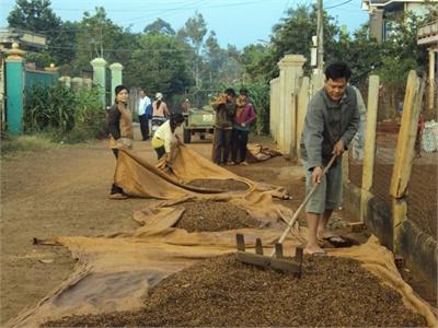 Nông Dân Bấm Bụng Thuê Nhân Công Giá Cao