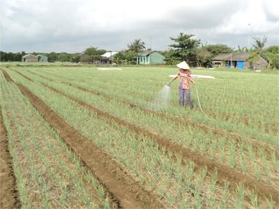 Trồng 1 Hécta Cây Hành Tím Thu Lợi Nhuận Hơn 100 Triệu Đồng