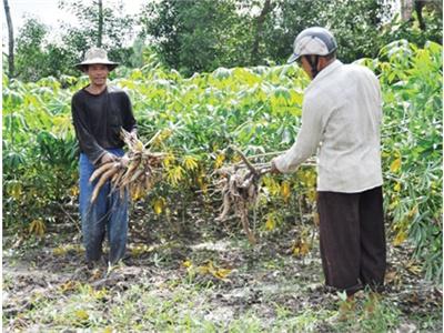 Cây Sắn Lên Ngôi