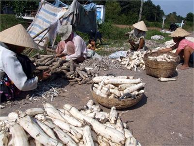 Giá Củ Mì Tươi Cao Kỷ Lục