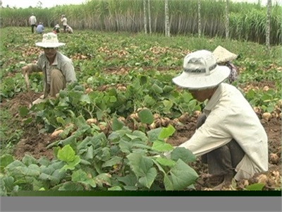 Cây Củ Sắn Lên Ngôi Trên Vùng Đất Xã An Thạnh Đông - Cù Lao Dung