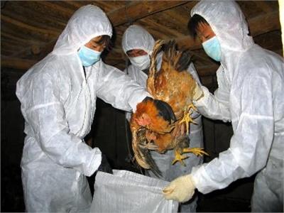Công Bố Dịch Cúm A/H5N1 Trên Gia Cầm Tại 2 Xã Thuộc Tân Phú Đông (Tiền Giang)