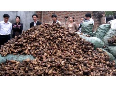 Nông Dân Lao Đao Vì Dong Riềng Rớt Giá