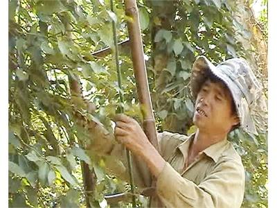 Giá Hồ Tiêu Tăng Cao