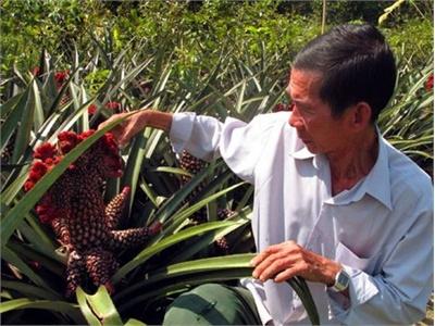 Nông Dân Dồn Sức Chăm Sóc Trái Cây Bán Tết
