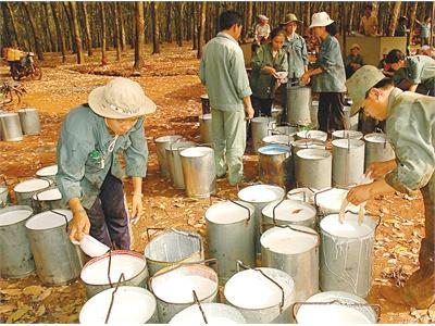 Giá Cao Su Xuống Thấp, Nhiều Hộ Dân Huyện Thạch Thành Ngừng Cạo Mủ