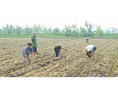 Hỗ Trợ Nông Dân Trồng Cây Vụ Đông Nguyên Liệu Phục Vụ Chế Biến Xuất Khẩu