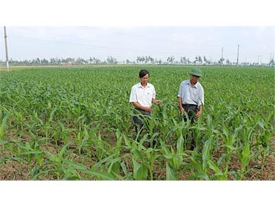 Mô Hình Trồng Ngô Đông Trên Đất 2 Lúa Theo Phương Pháp Làm Đất Tối Thiểu Ở Hải Hậu (Nam Định)