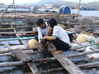 Người Mang Hàu Thái Bình Dương Về Cửa Biển Sa Huỳnh