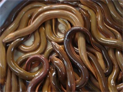 Giá Lươn Nuôi Từ 100.000 - 115.000 Đồng/kg