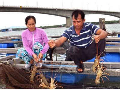 Ăn Cơm Đứng Nuôi Hàu, Nuôi Tôm