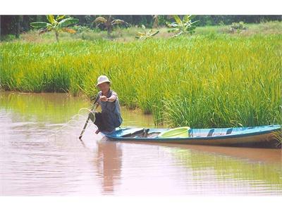 Kỹ Thuật Nuôi Tôm Càng Xanh Trong Ruộng Lúa