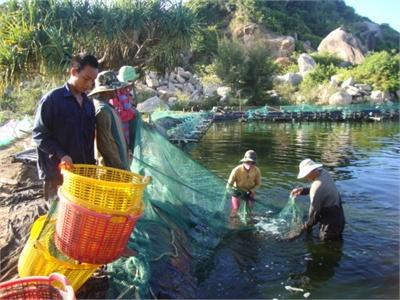 Phòng Bệnh Tổng Hợp Cho Thủy Sản Nuôi Trong Mùa Hè