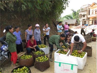 Vào Vụ Thu Hoạch Quýt