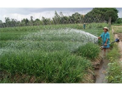 Phát Triển Vùng Chuyên Canh Rau An Toàn Ở Huyện Hồng Ngự (Đồng Tháp)