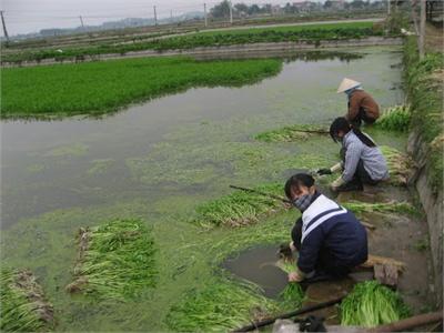 Cá - Cần Hoàng Lương