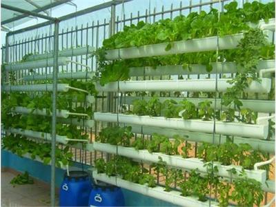 Còn Nhiều Cơ Hội Cho Đầu Tư Trồng Rau Sạch
