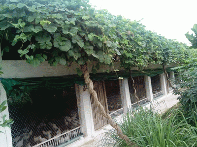Chống Nóng Chuồng Nuôi Bằng Cây Sắn Dây