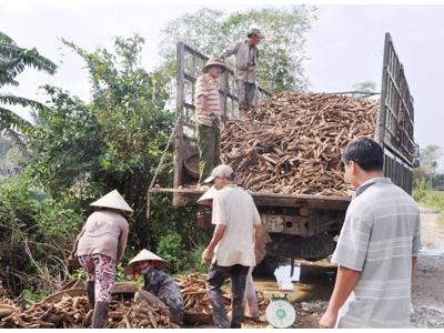 Thất Thu Mùa Sắn