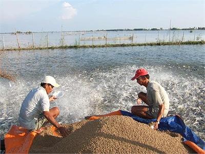 Tăng Cường Quảng Lý Chất Lượng Thức Ăn Nuôi Trồng Thủy Sản